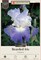 Clarence German Bearded Iris Rhizome - Rebloomer - #1 Top Size Root